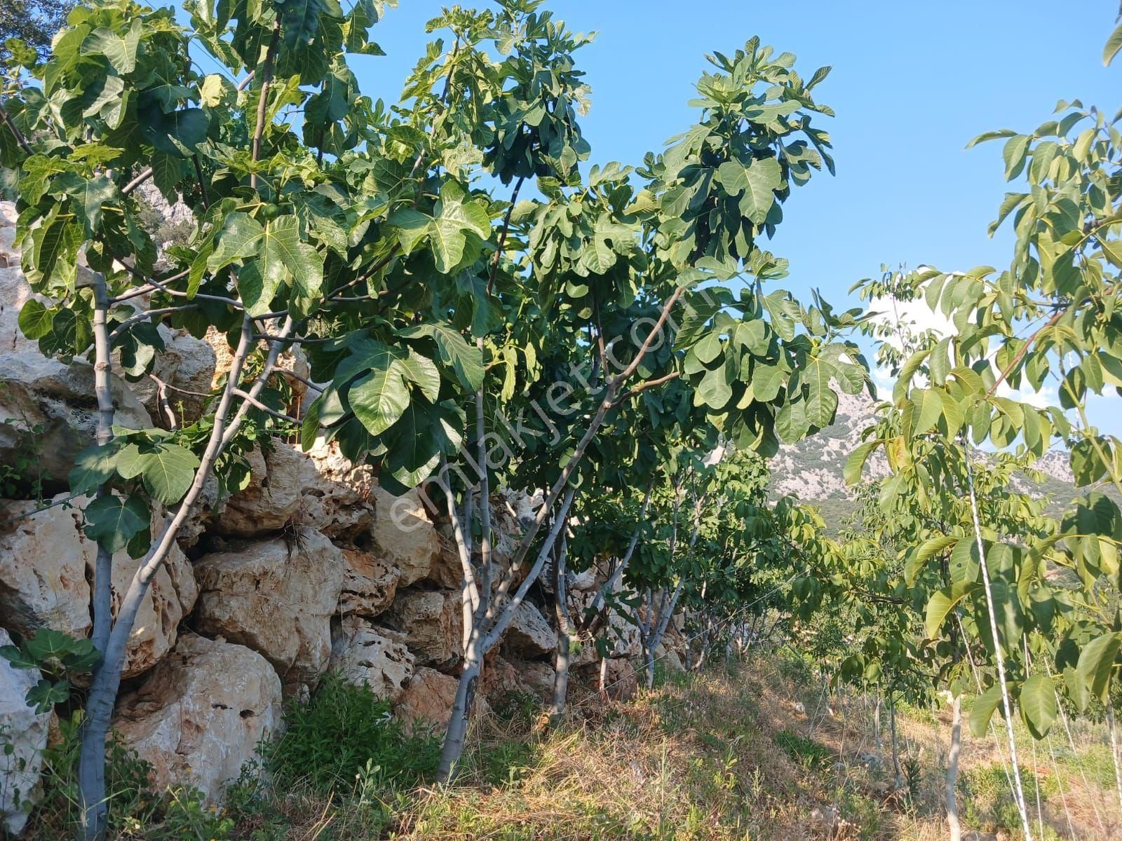 Akseki Murtici Taslıca Da Satılık 13 Dönüm Bahçe - Görsel 27