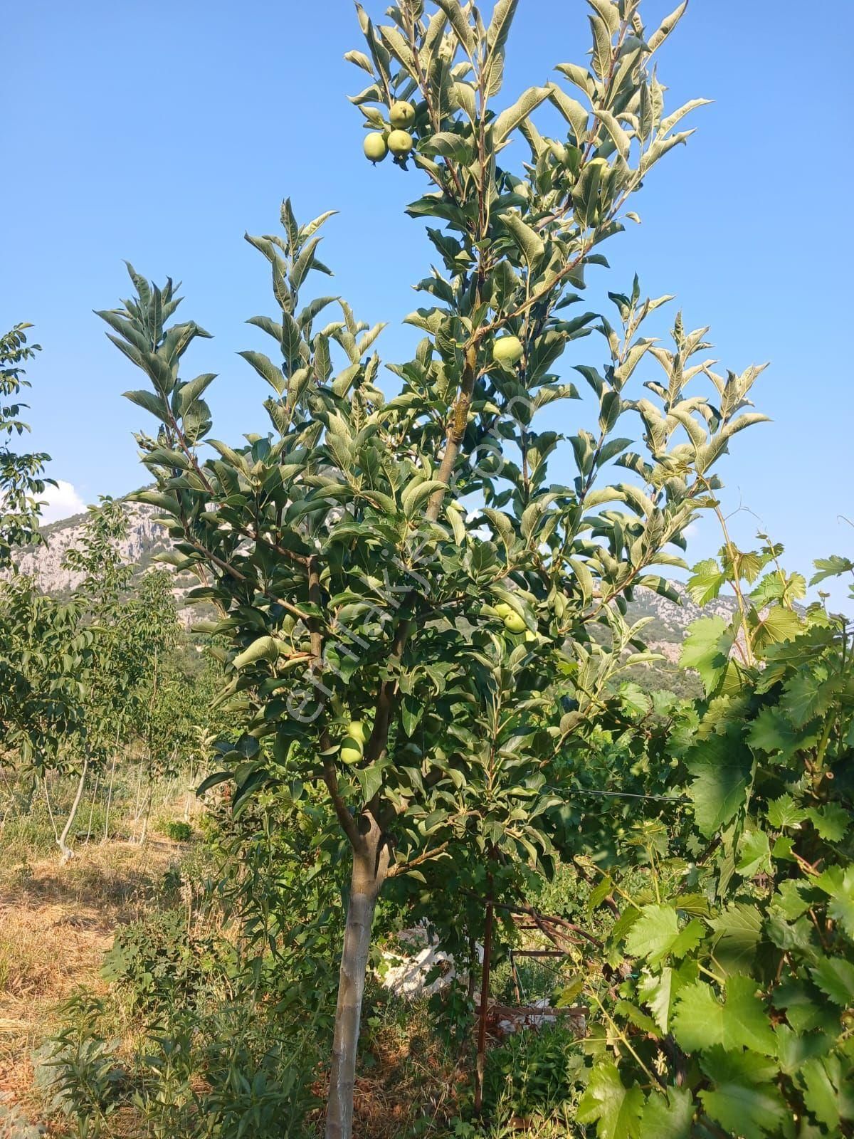 Akseki Murtici Taslıca Da Satılık 13 Dönüm Bahçe - Görsel 20