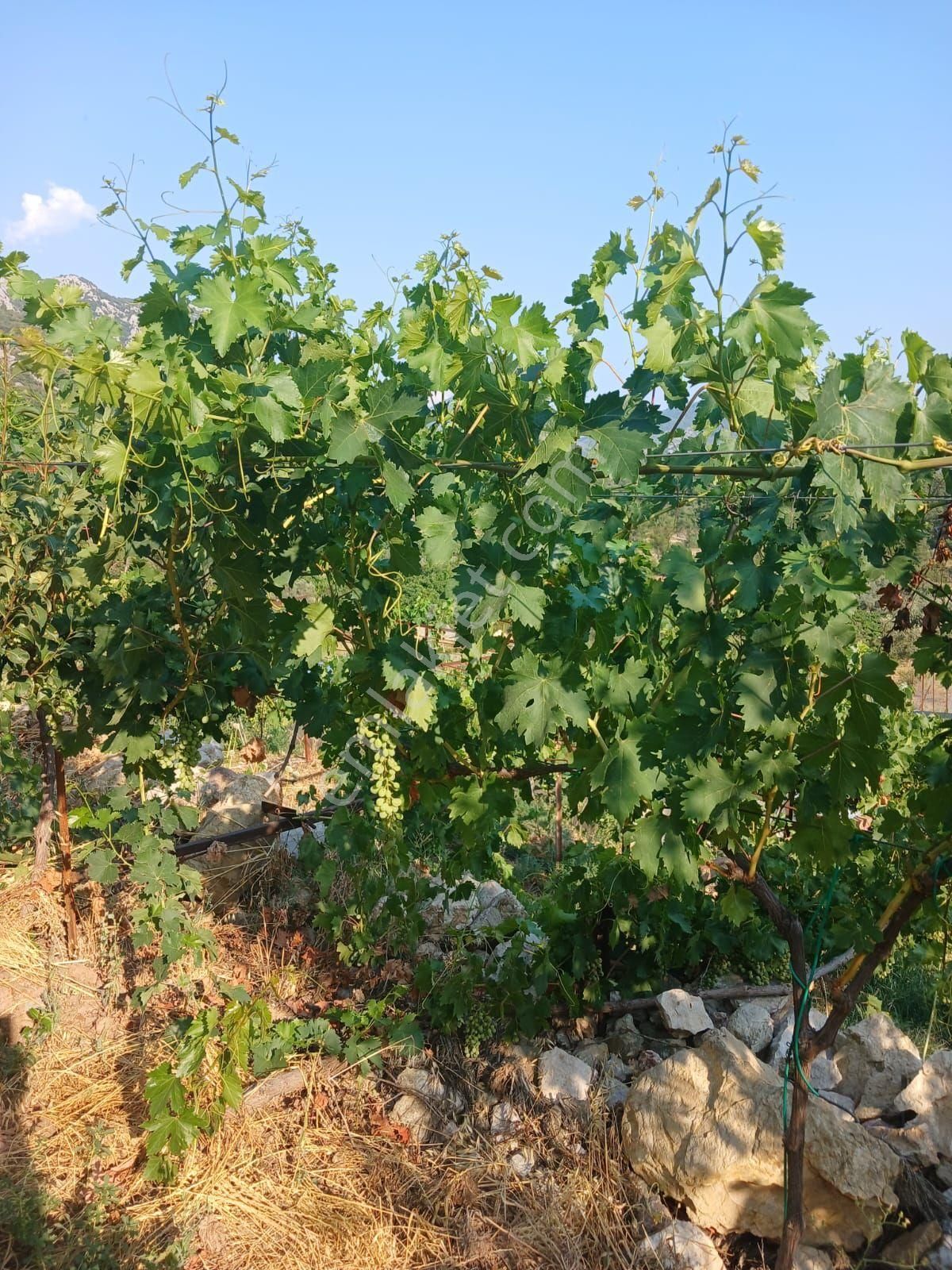 Akseki Murtici Taslıca Da Satılık 13 Dönüm Bahçe - Görsel 18