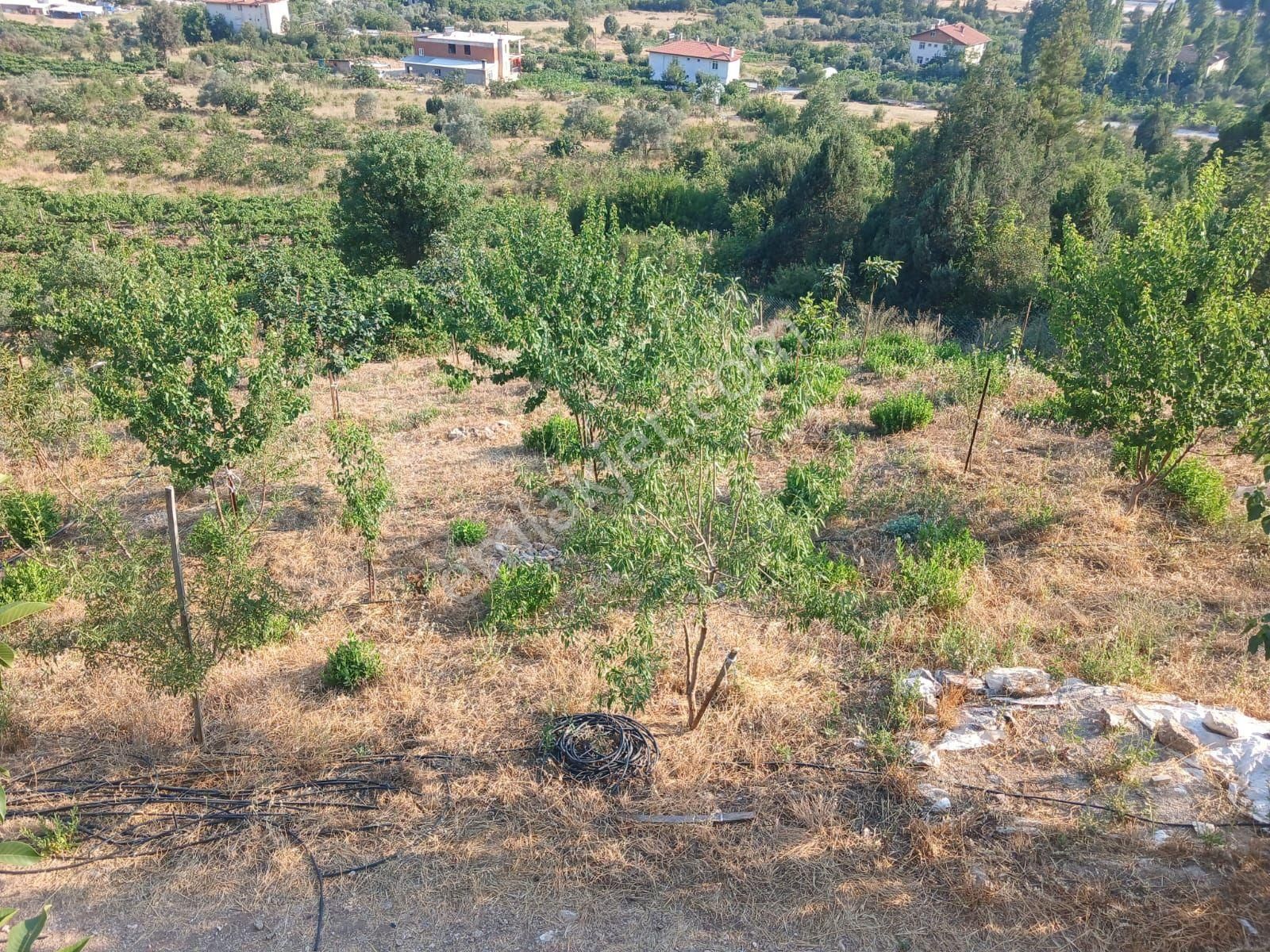 Akseki Murtici Taslıca Da Satılık 13 Dönüm Bahçe - Görsel 4