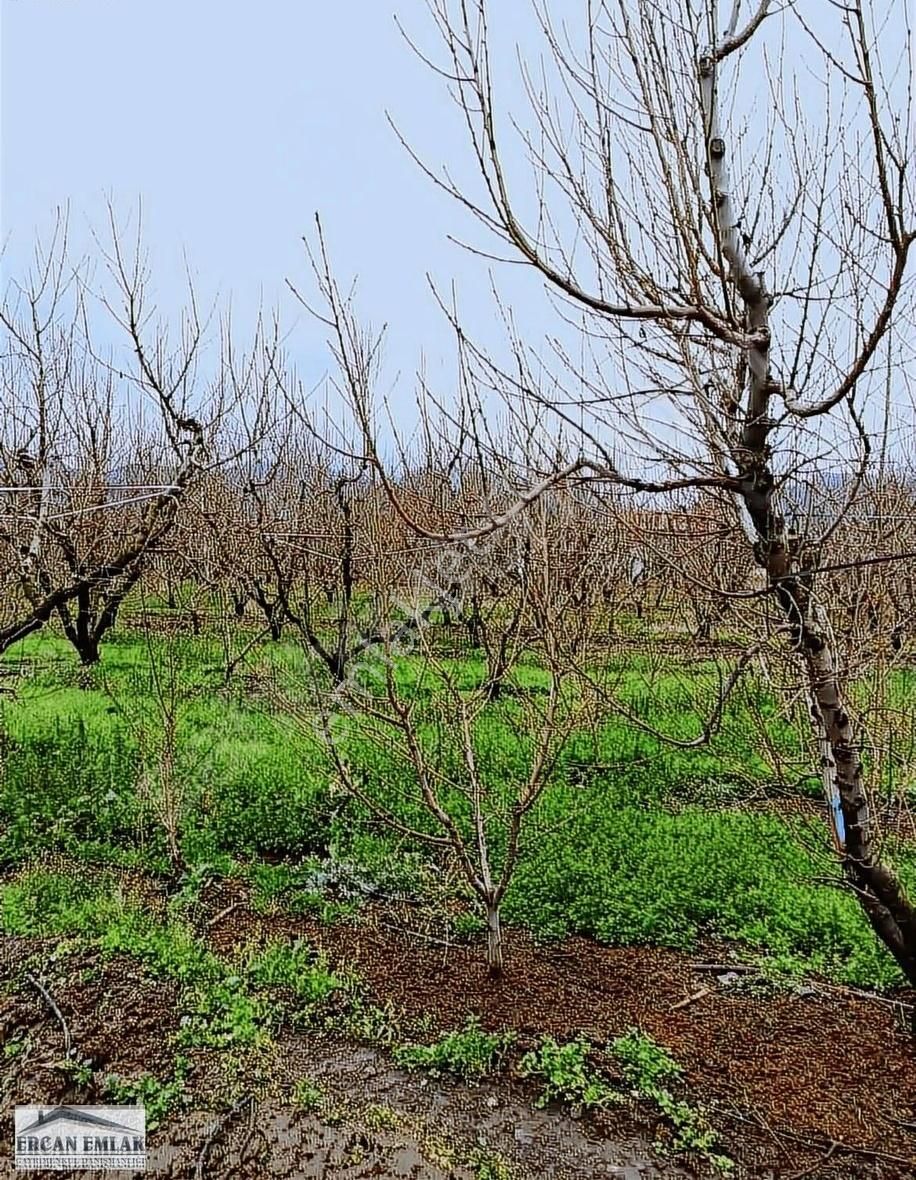 Kemalpaşa Bağyurdu Yeni Satılık Bağ & Bahçe Bağyurdu Yeni Mahalle'de Değerli Konumda Satılık Kiraz Bahçesi