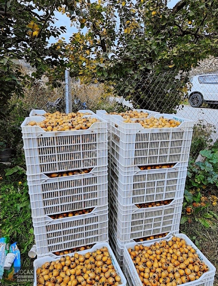 İznik Merkez Tapulu Asfalt Cepheli 3463m2 Meyve Bahçesi - Görsel 8