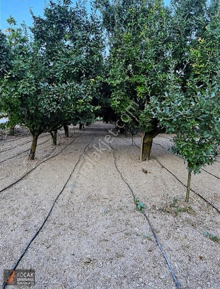 İznik Merkez Tapulu Asfalt Cepheli 3463m2 Meyve Bahçesi - Görsel 2