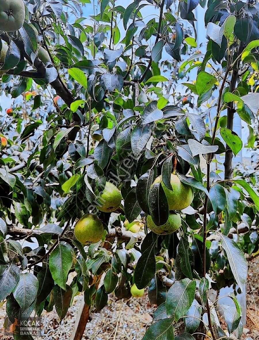 İznik Merkez Tapulu Asfalt Cepheli 3463m2 Meyve Bahçesi - Görsel 19