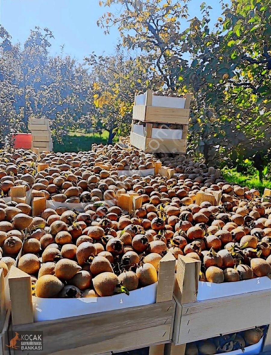 İznik Merkez Tapulu Asfalt Cepheli 3463m2 Meyve Bahçesi - Görsel 13
