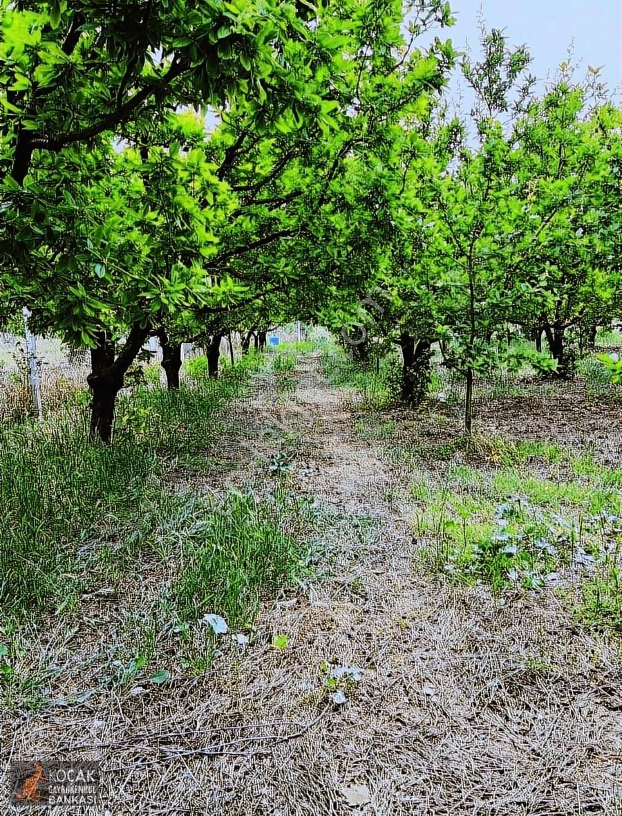 İznik Merkez Tapulu Asfalt Cepheli 3463m2 Meyve Bahçesi - Görsel 14