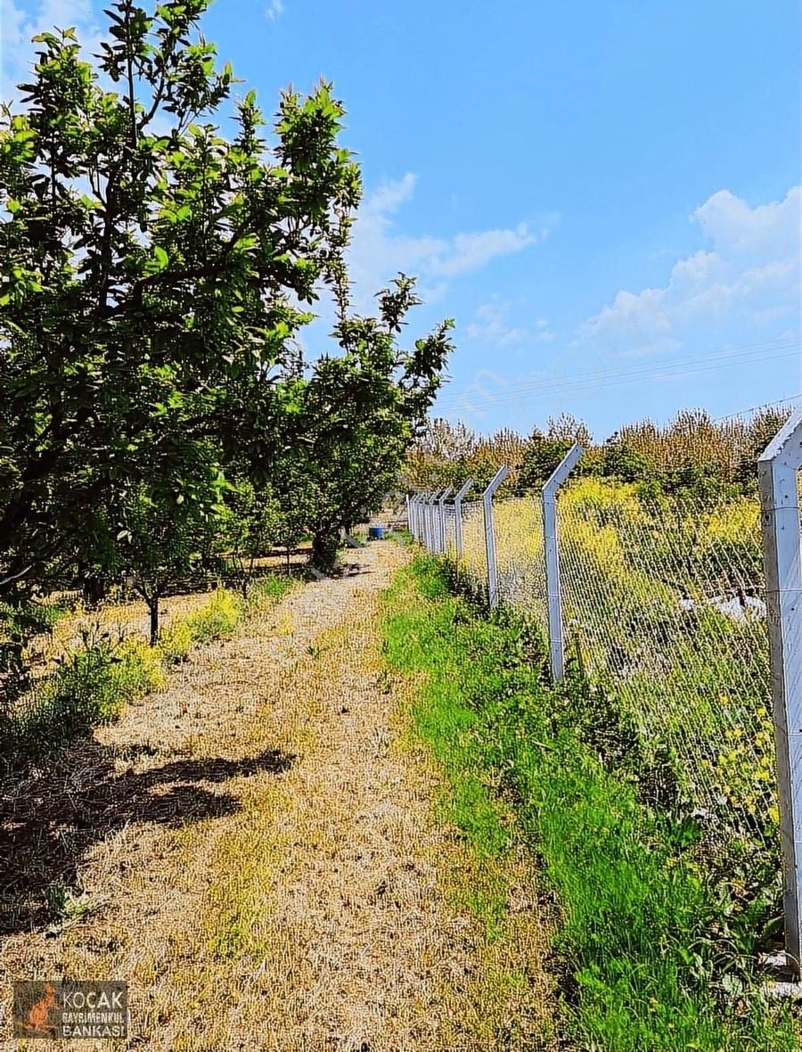 İznik Merkez Tapulu Asfalt Cepheli 3463m2 Meyve Bahçesi - Görsel 18