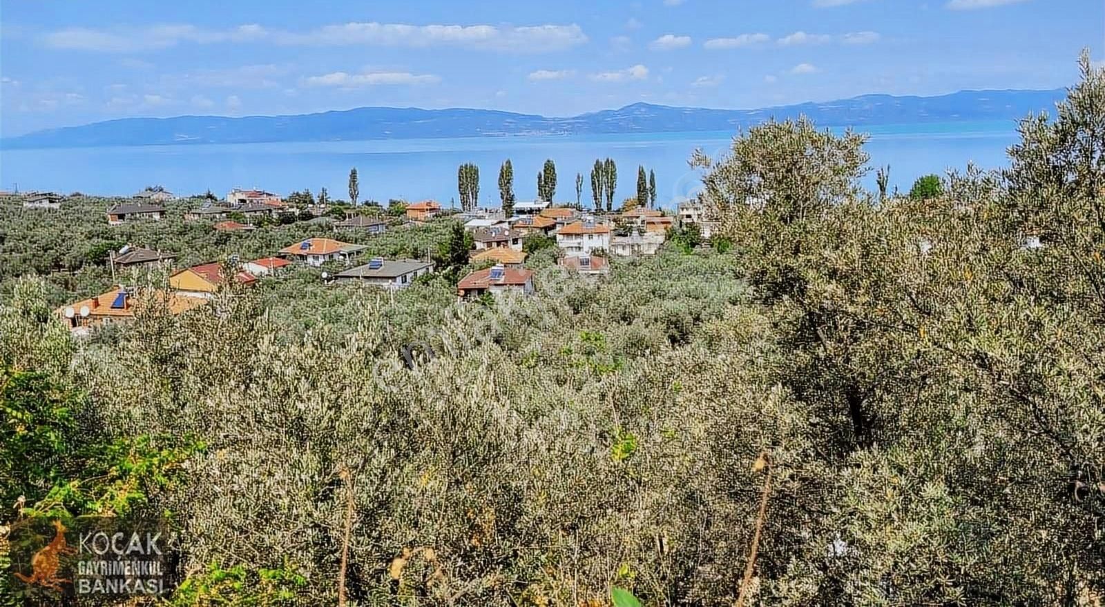 Göllüce Köy İmar Sınırında Göl Manzaralı 796m2 Zeytin Bahçesi - Görsel 5