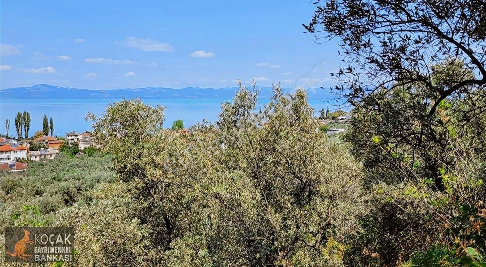 Göllüce Köy İmar Sınırında Göl Manzaralı 796m2 Zeytin Bahçesi - Görsel 2