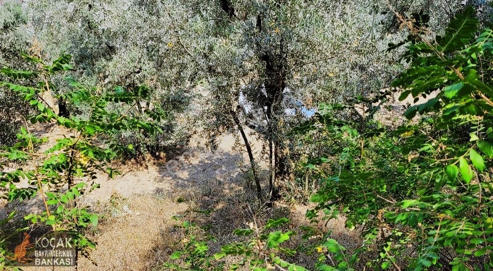 Göllüce Köy İmar Sınırında Göl Manzaralı 796m2 Zeytin Bahçesi - Görsel 6