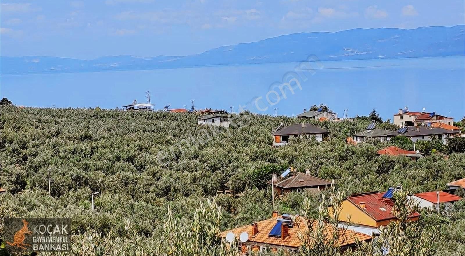 Göllüce Köy İmar Sınırında Göl Manzaralı 796m2 Zeytin Bahçesi - Görsel 4