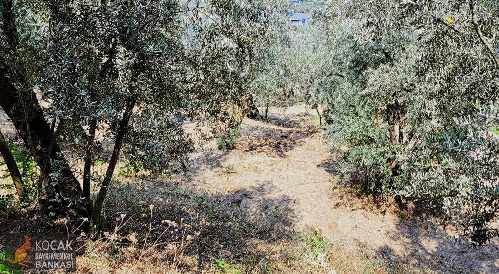Göllüce Köy İmar Sınırında Göl Manzaralı 796m2 Zeytin Bahçesi - Görsel 3