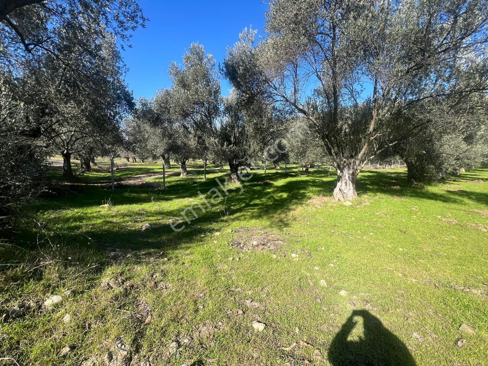 Havran İnönü Satılık Zeytinlik Kavuşturan Emlak'tan Havran İnönü'de Satılık Düz Taban Zeytinlik