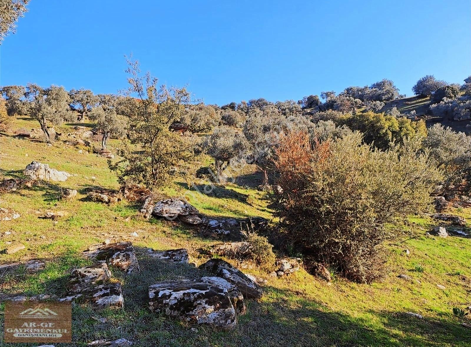 Söke Bayırdamı Satılık Zeytinlik - Görsel 2