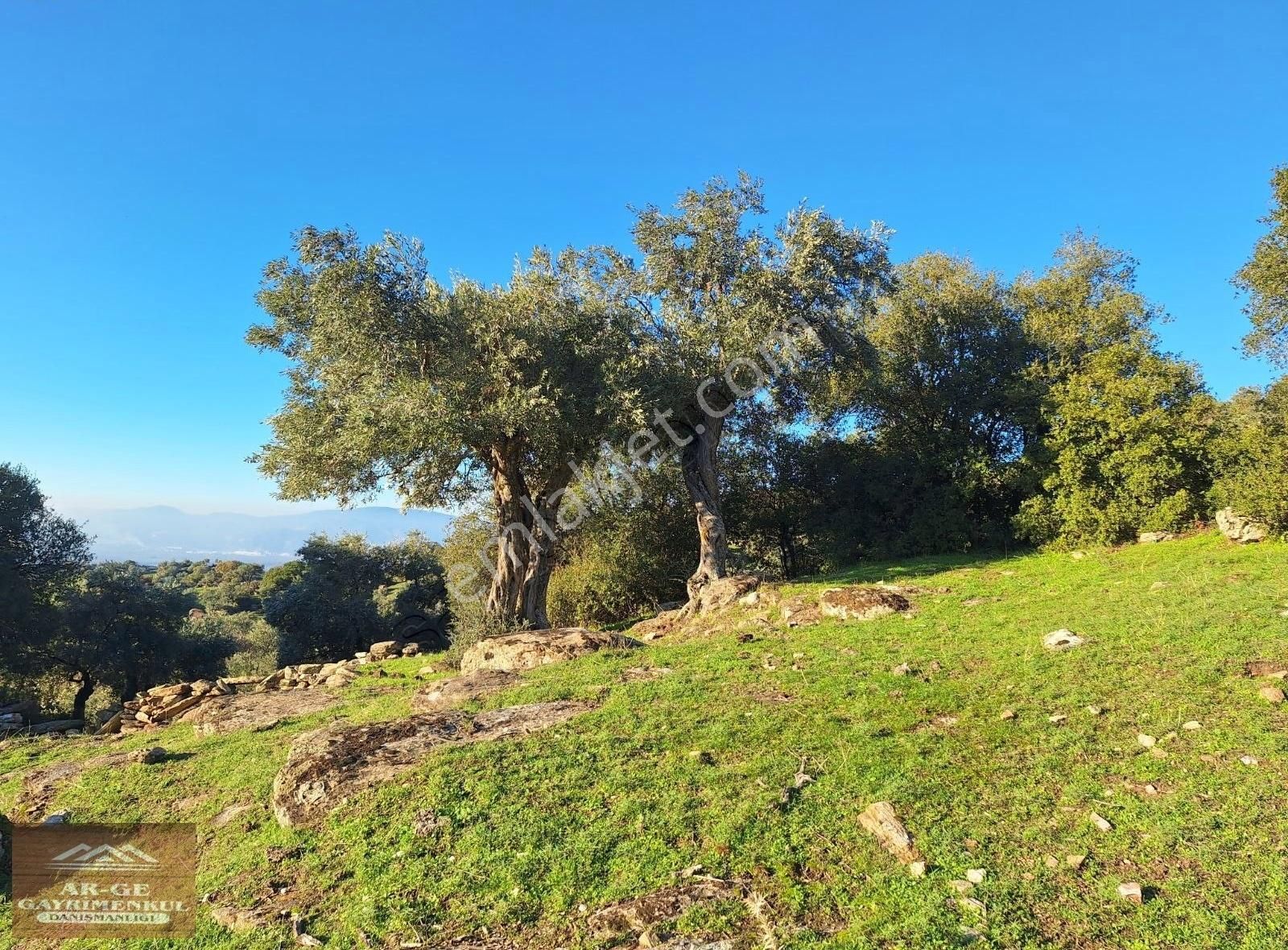Söke Bayırdamı Satılık Zeytinlik - Görsel 3