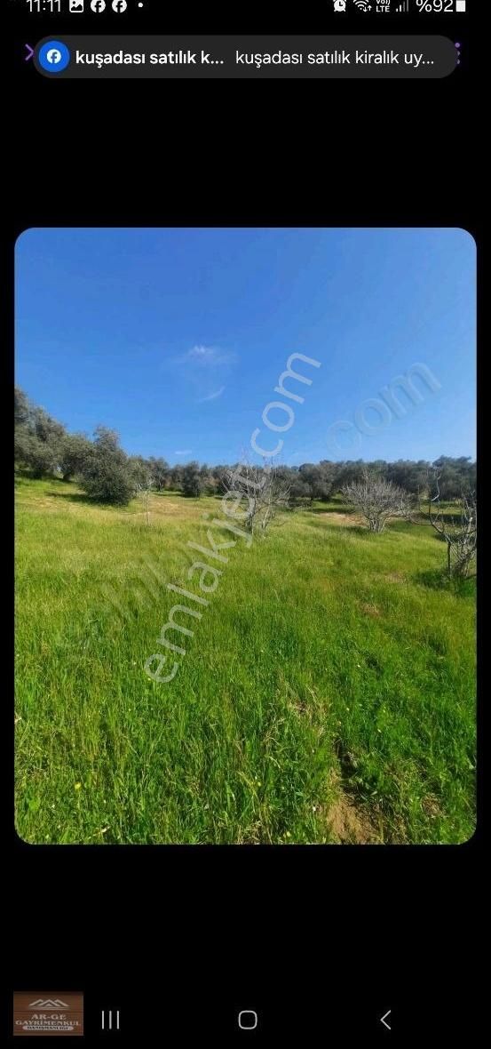Satılık Zeytinlik - Görsel 4