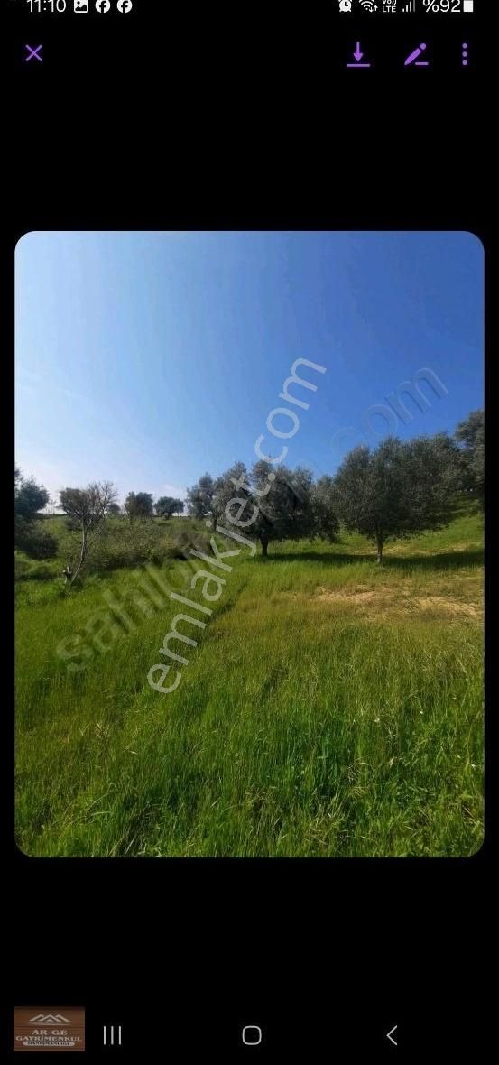 Satılık Zeytinlik - Görsel 5