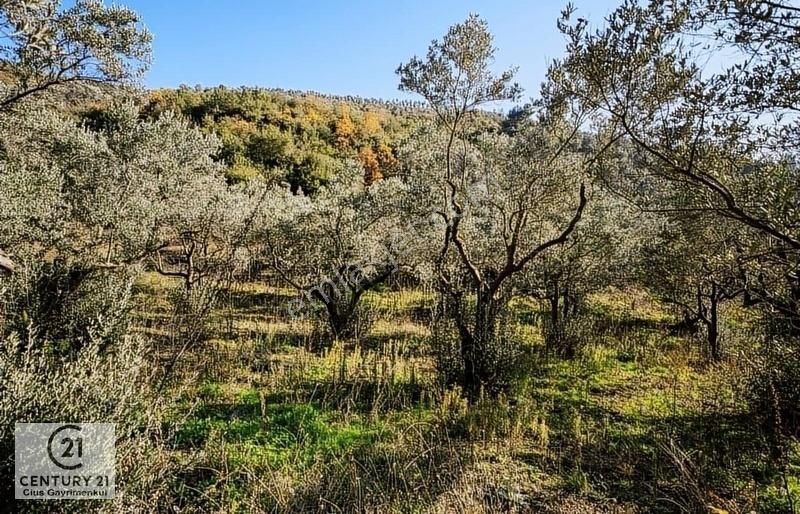 Gemlik Umurbey Satılık Tarla C21 Cius:umurbeyde İmara 377m Ulaşım Sorunu Yok Yatırımlık Tarla