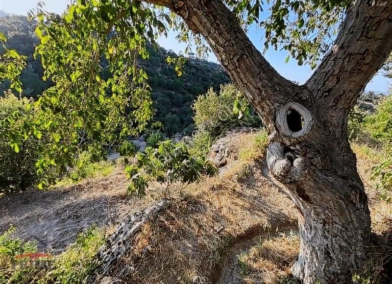 Karpuzlu Yağşılar Satılık Bağ & Bahçe Aydın Karpuzlu Yağşılar Da Satılık 963 M2 Yatırımlık Bahçe