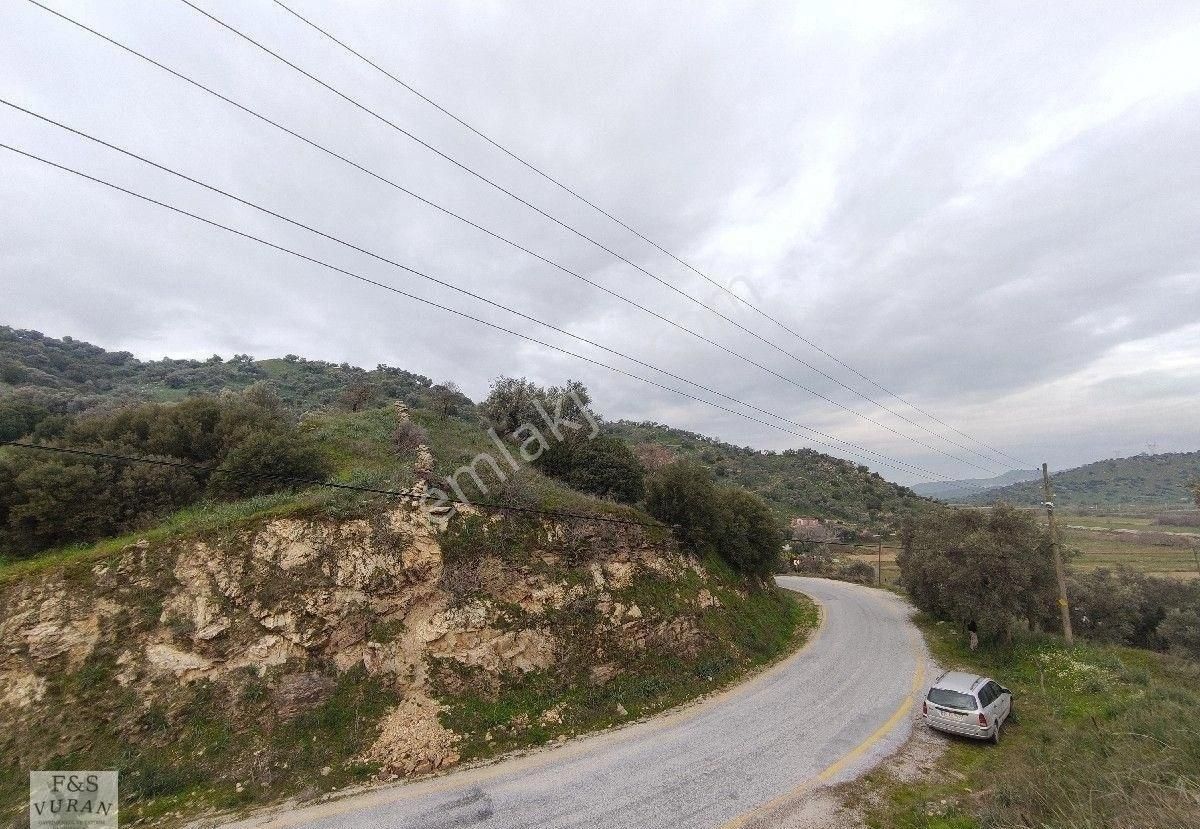 Çine Bedirler'de Satılık: 1.5 Dönümlük Yol Kenarı Zeytinlik, 40 Zeytin Ağacı – Asfalt Kenarında - Görsel 5