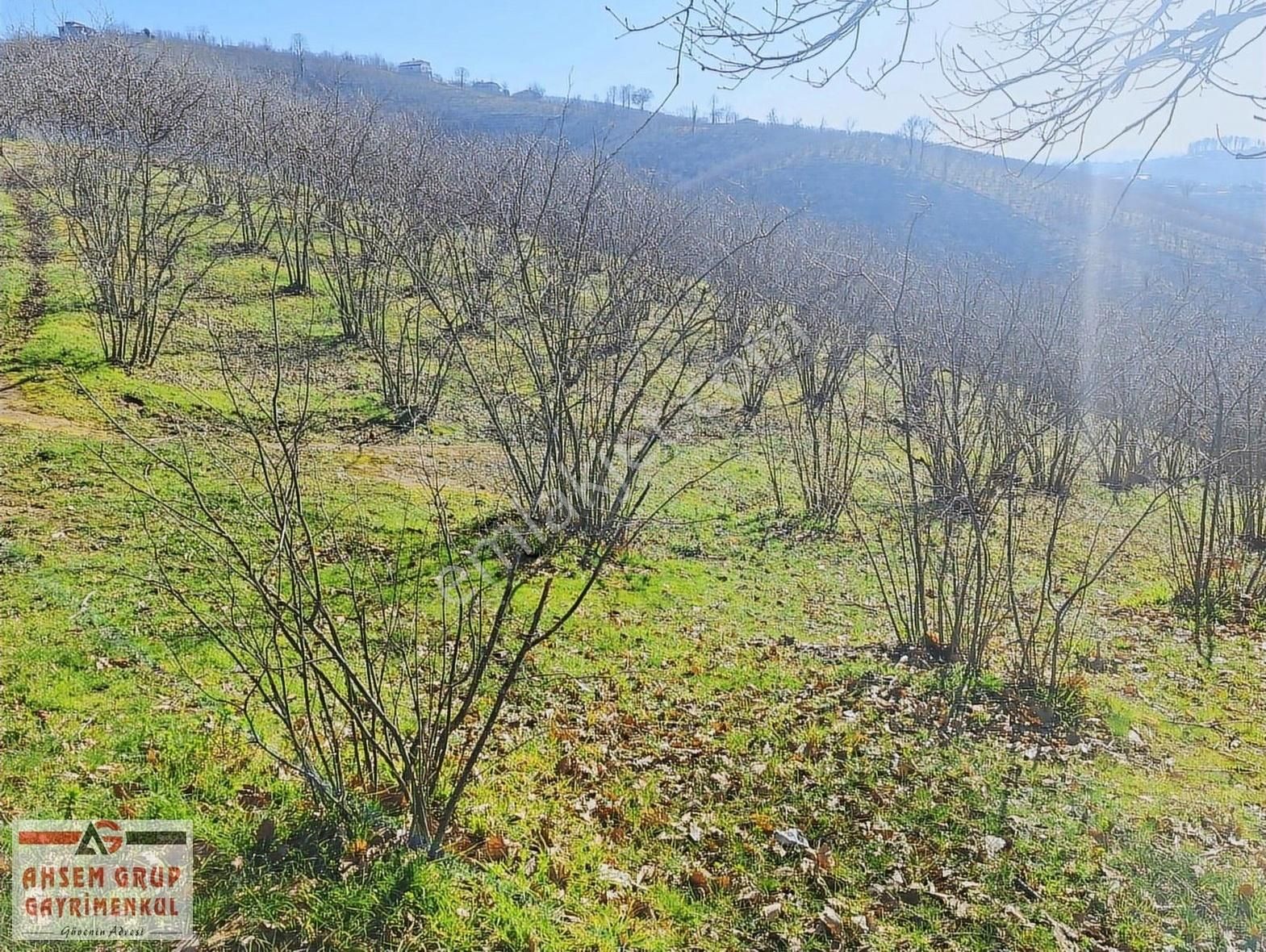 Karasu Yuvalıdere Satılık Tarla Sakarya Karasu Yuvalıdere Mahallesinde Satılık Fındık Bahçesi