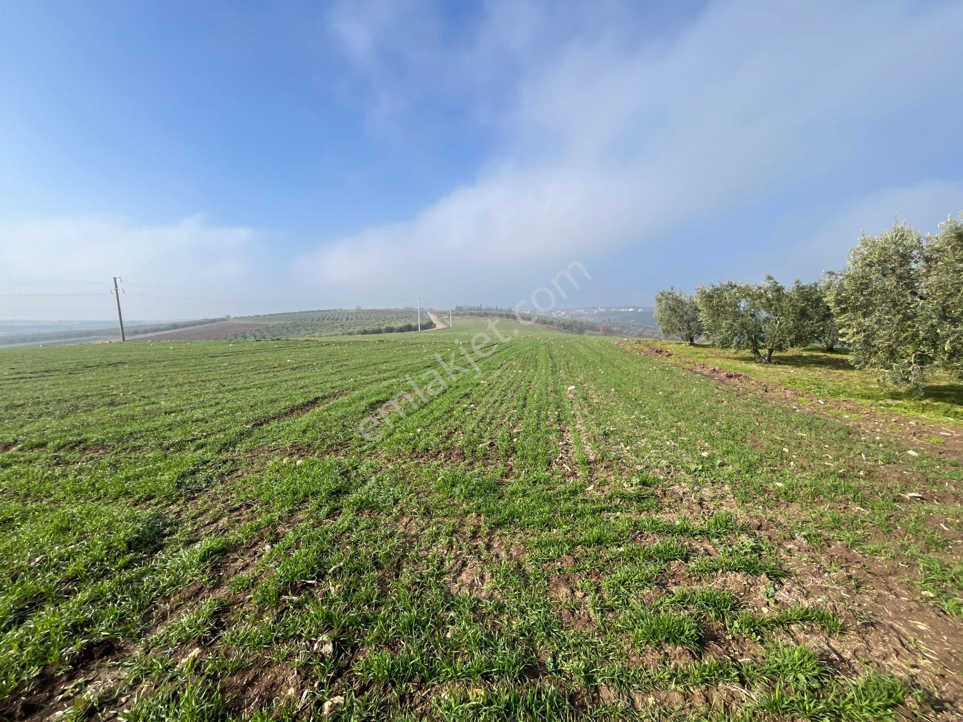 Re/max'ten Bursa Danişment'de Yola Cepheli 25.300 M² Arazi - Görsel 22