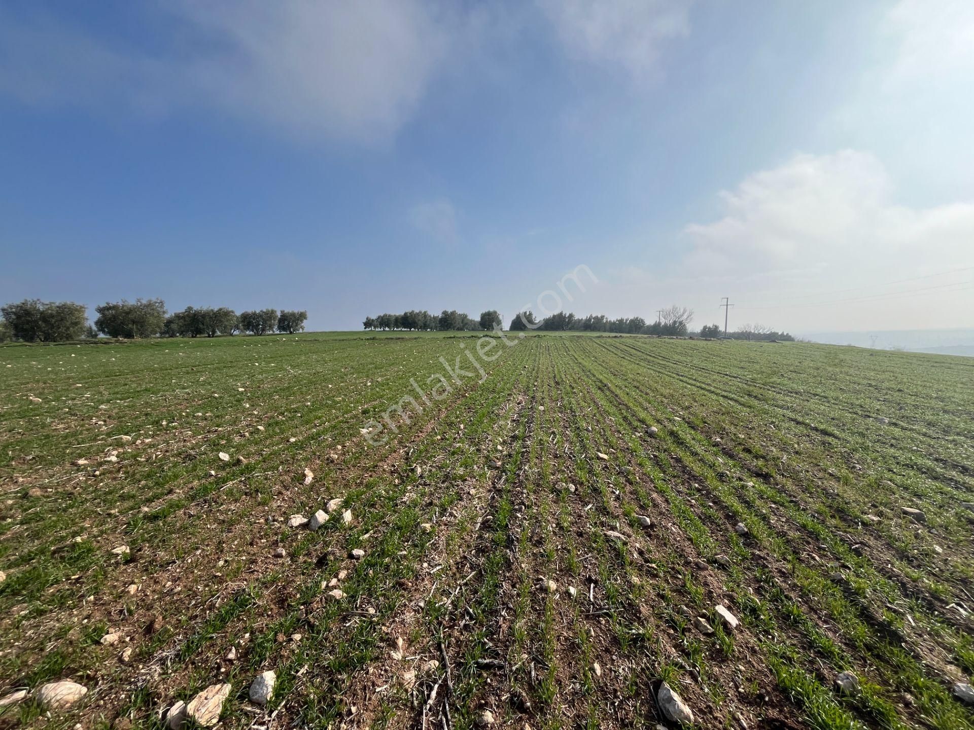 Re/max'ten Bursa Danişment'de Yola Cepheli 25.300 M² Arazi - Görsel 16