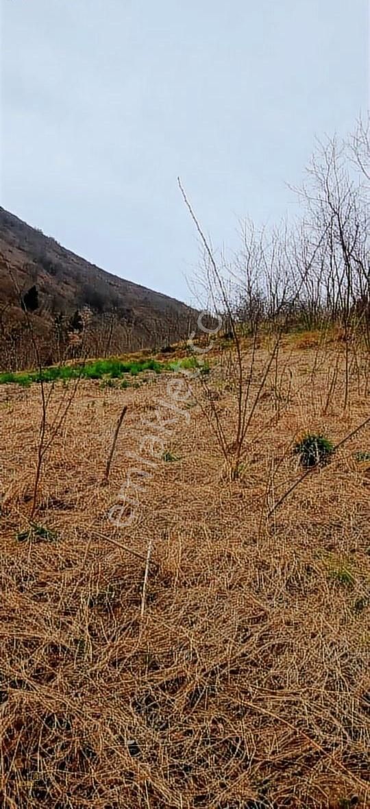 Ortahisar Akoluk Satılık Tarla Altın Emlak Trabzon Akolukta Satılık Fırsat Arsa