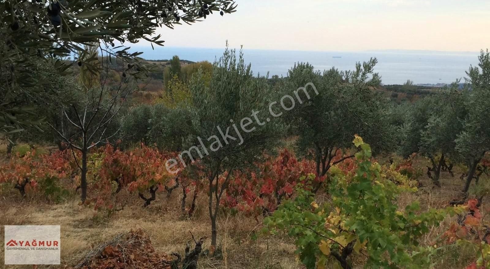 Şarköy Çınarlı Satılık Bağ & Bahçe Tekirdağ Şarköy Çınarlı Mevkiinde Zeytin Ve Meyve Bahçesi