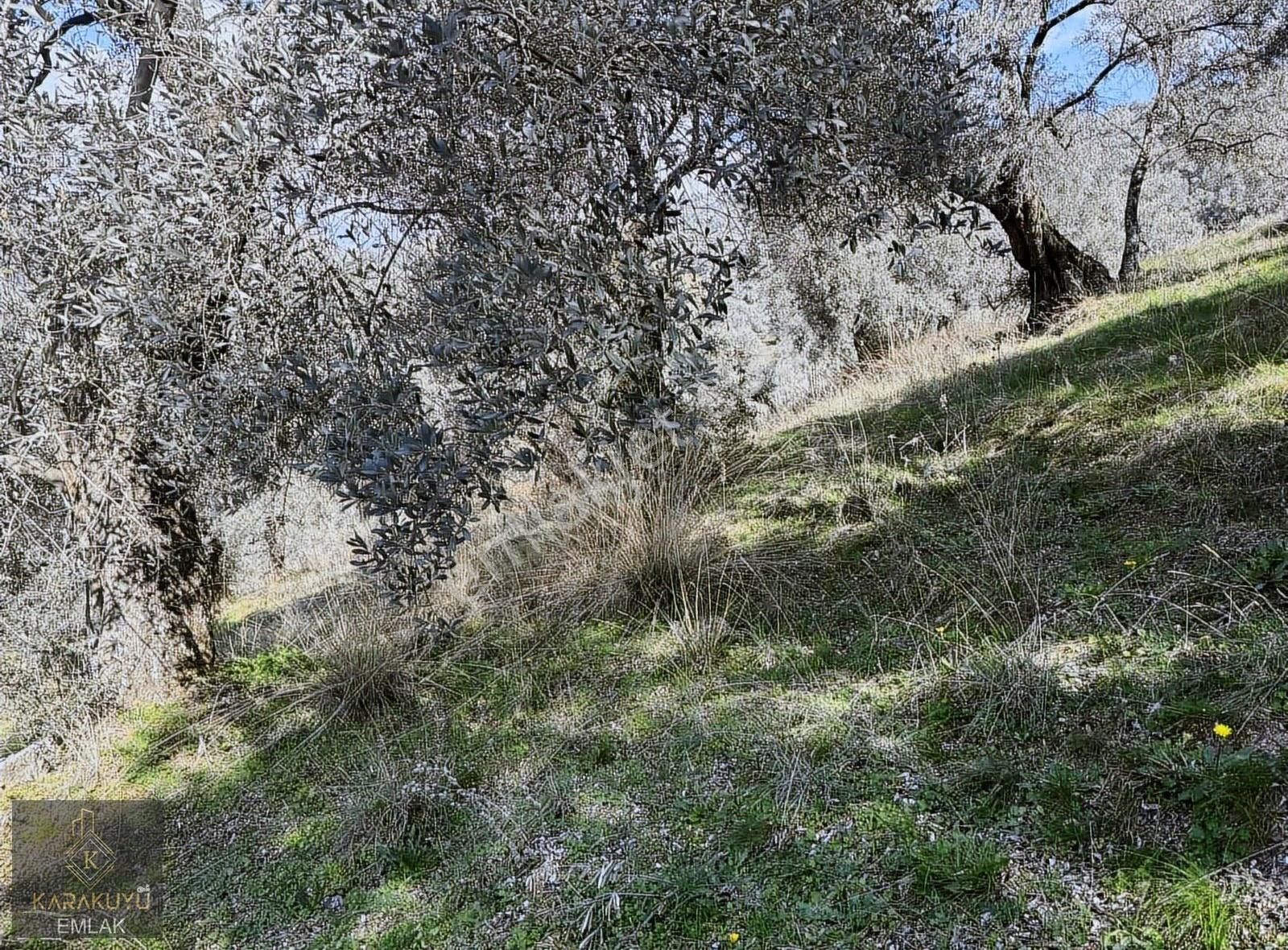 Nazilli Yaylapınar Satılık Bağ & Bahçe İsabeyli Zeytinlik Baraj Manzaralı