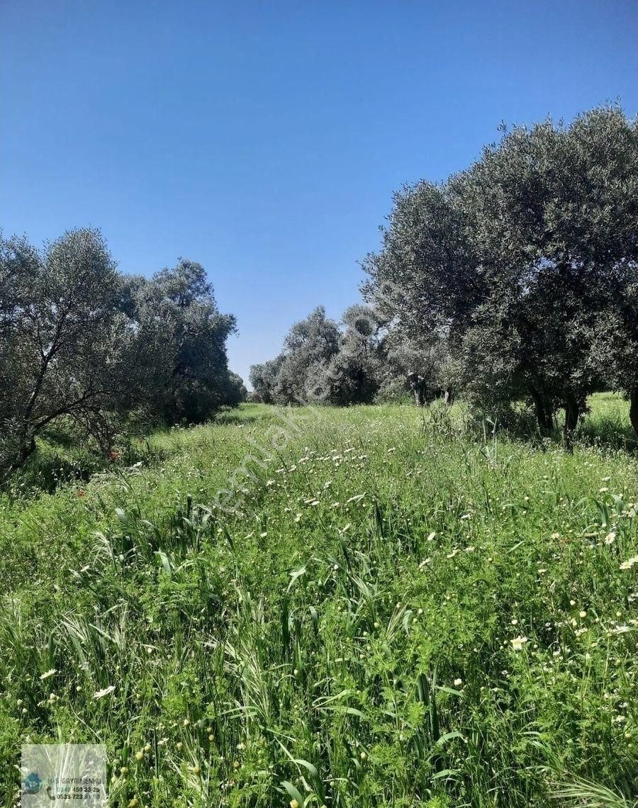 Bayındır Yakacık Köyü'nde Eşsiz Zeytinlik