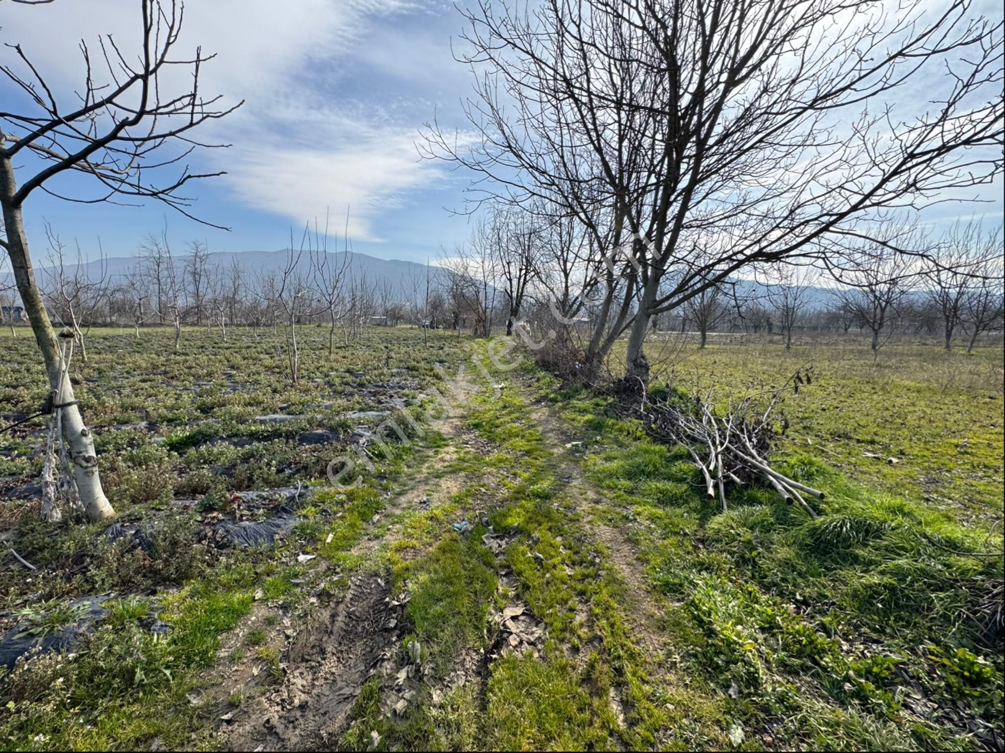 İnegöl Kurşunlu Mh Satılık Tarla - Görsel 3