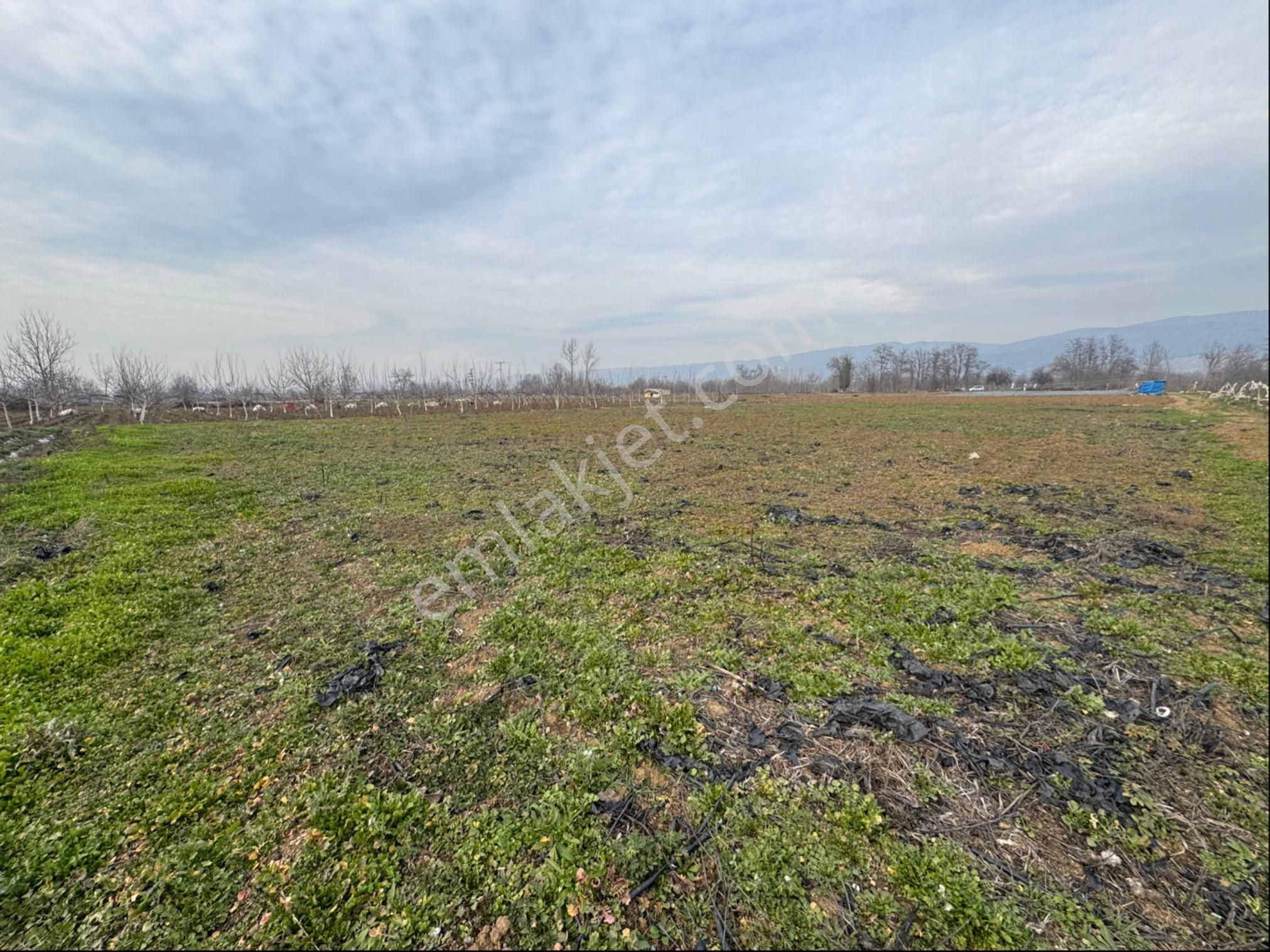 İnegöl Kurşunlu Mh Satılık Tarla 2816 M2 - Görsel 5