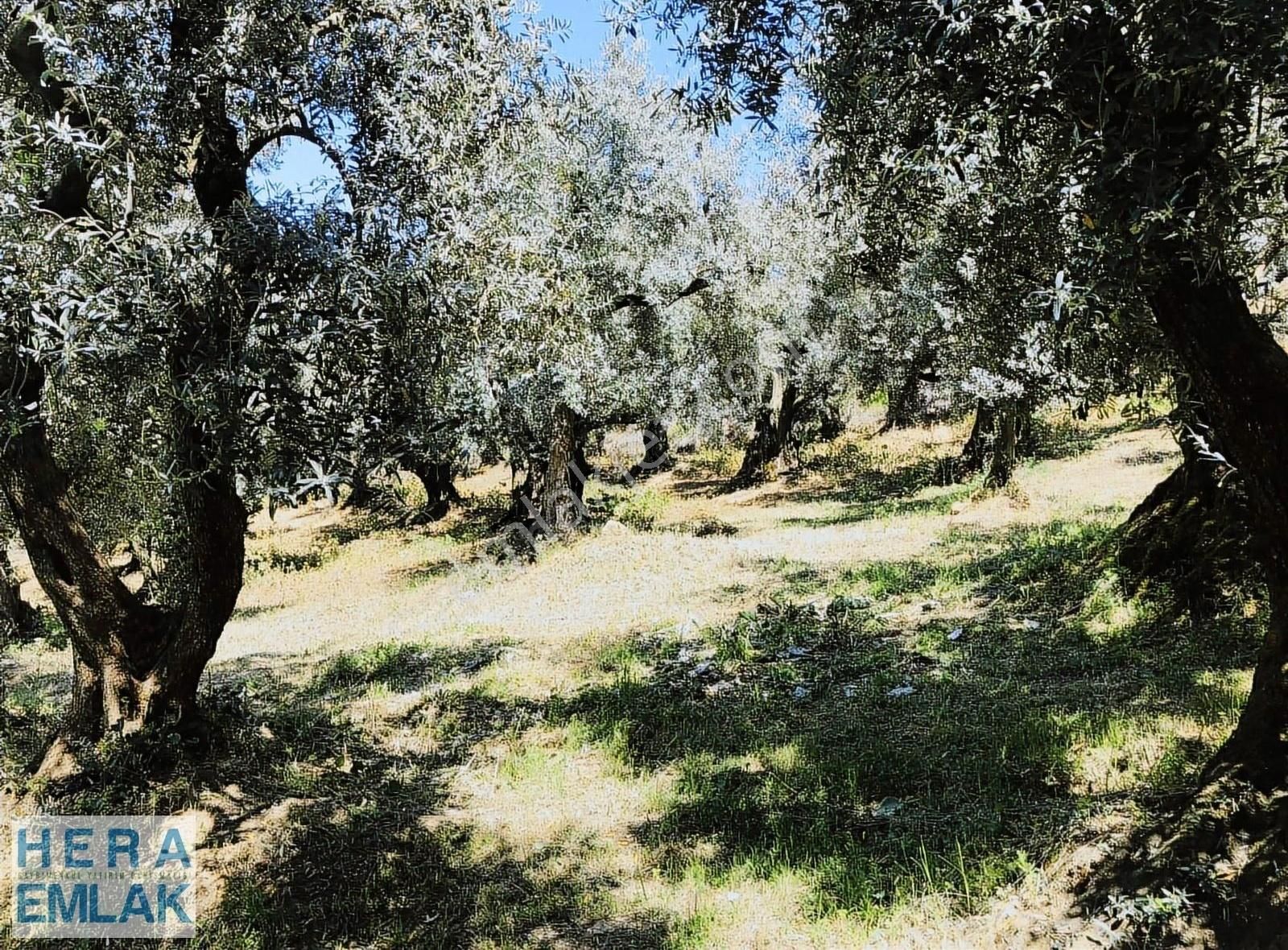 Kelepir Konut Villa İmarli Arsa Dilediğiniz Evi Yap Projeli - Görsel 3