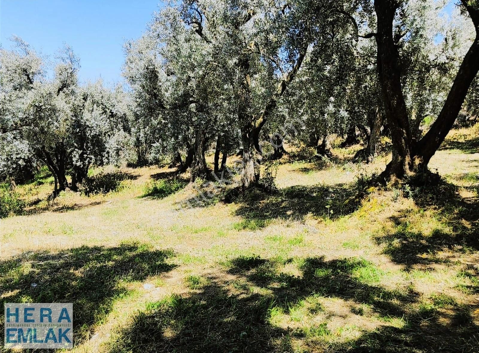 Kelepir Konut Villa İmarli Arsa Dilediğiniz Evi Yap Projeli - Görsel 11