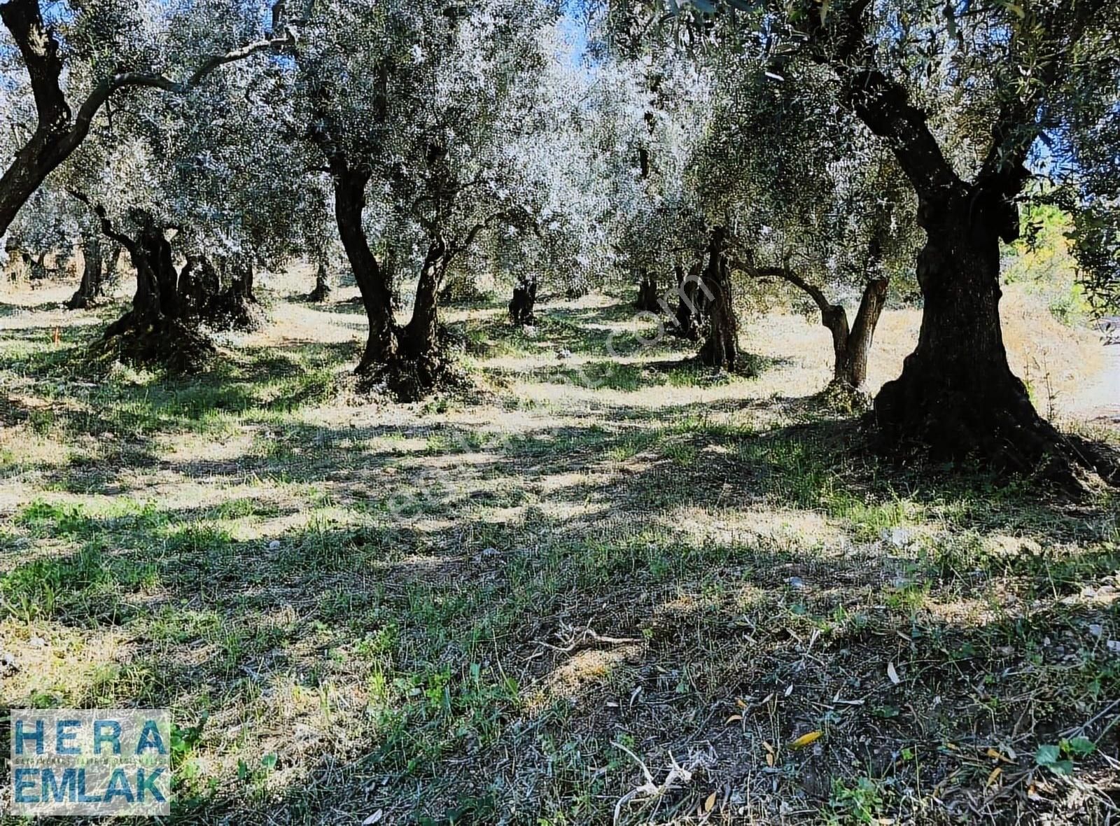 Kelepir Konut Villa İmarli Arsa Dilediğiniz Evi Yap Projeli - Görsel 5