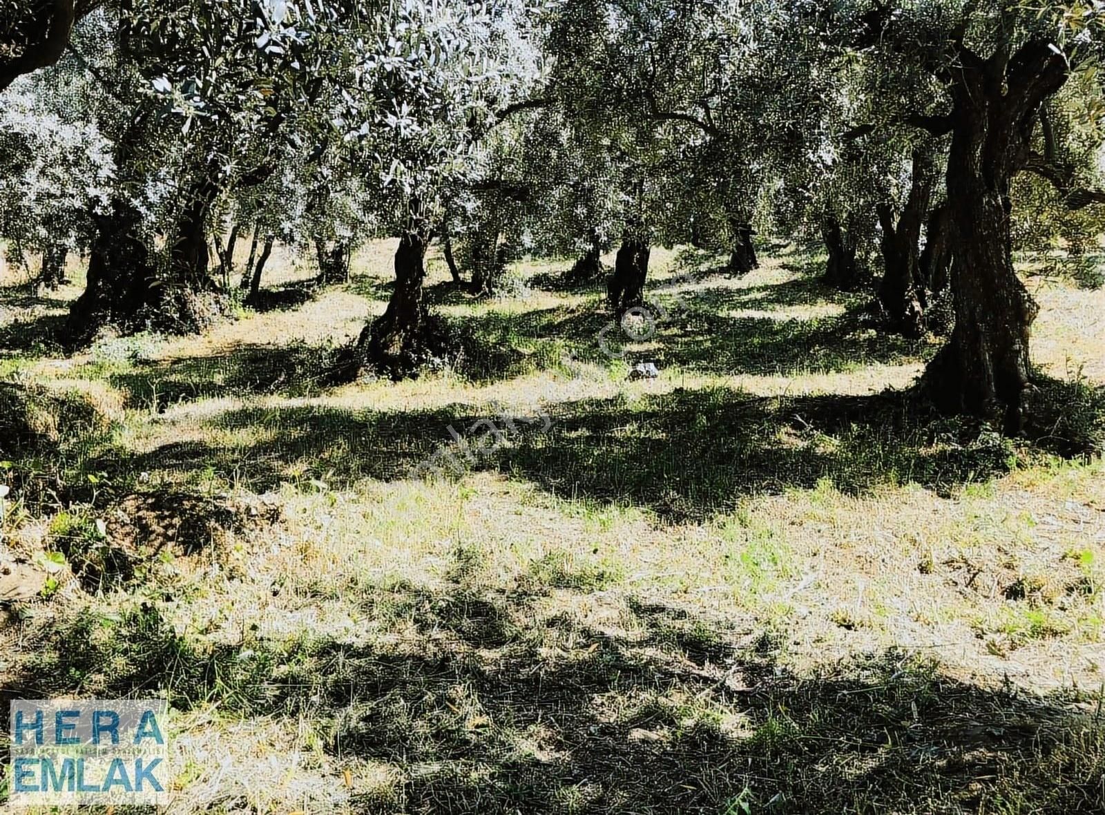 Kelepir Konut Villa İmarli Arsa Dilediğiniz Evi Yap Projeli - Görsel 7