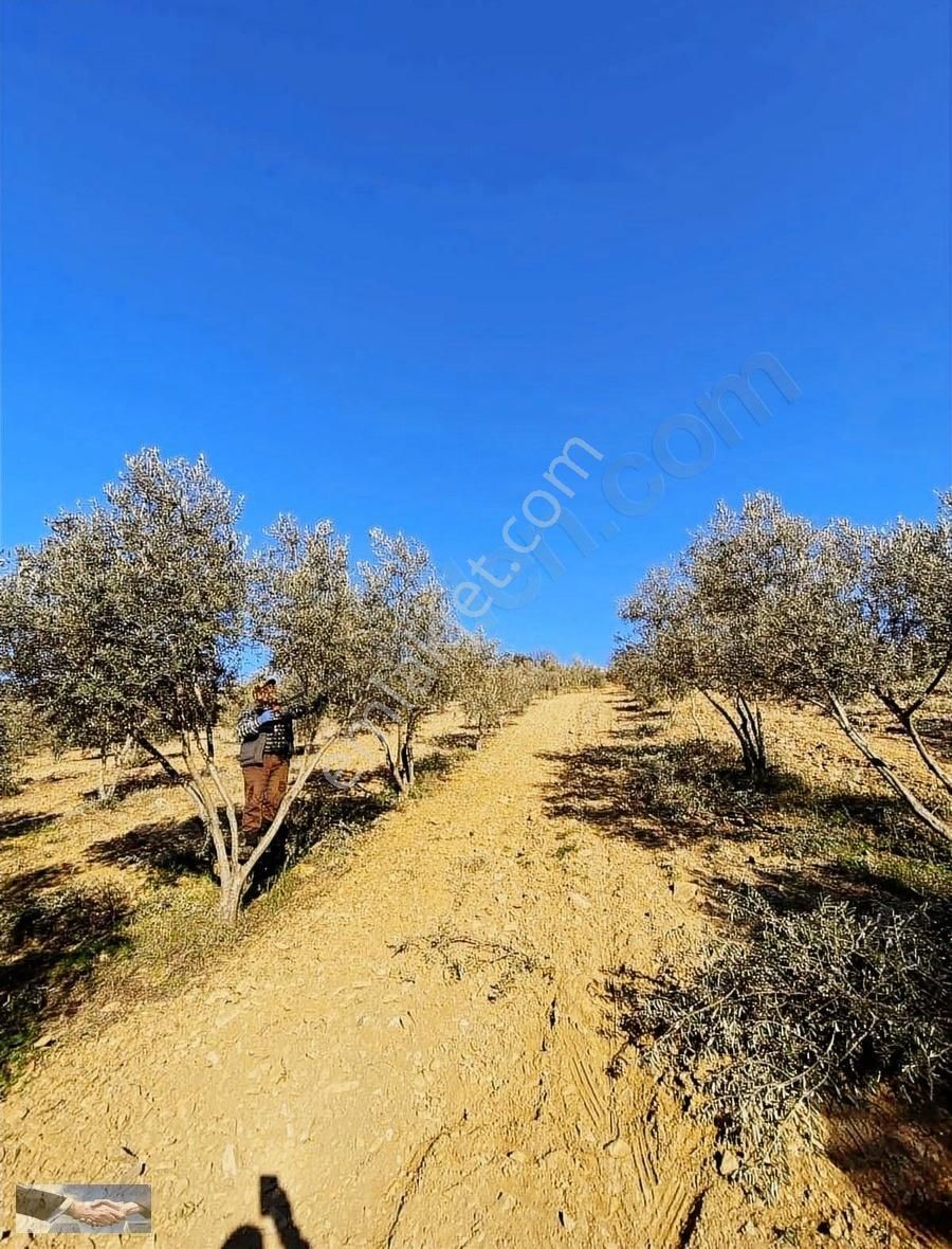 Ödemiş Çamlıca Satılık Bağ & Bahçe Ulus Emlak'tan Satılık Zeytin Bahçesi