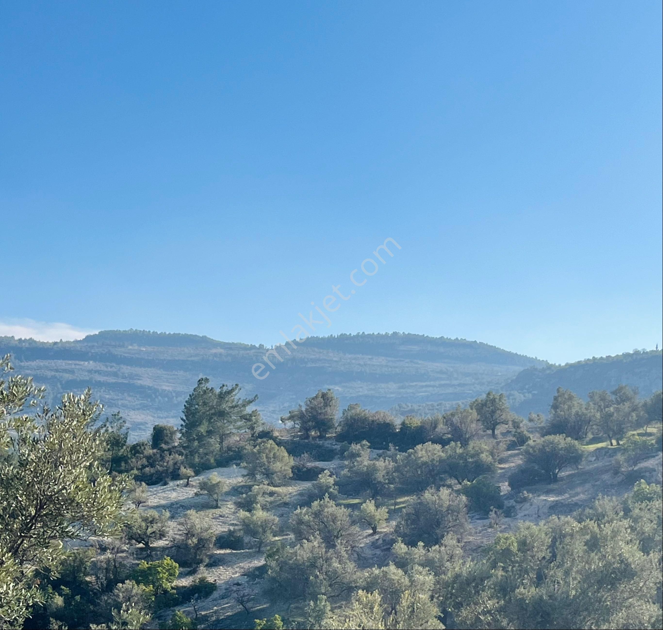 Silifke Senir Satılık Bağ & Bahçe Türe Gayrimenkulden Silifke Senir Mahallesinde Satılık Zeytin Bahçesi