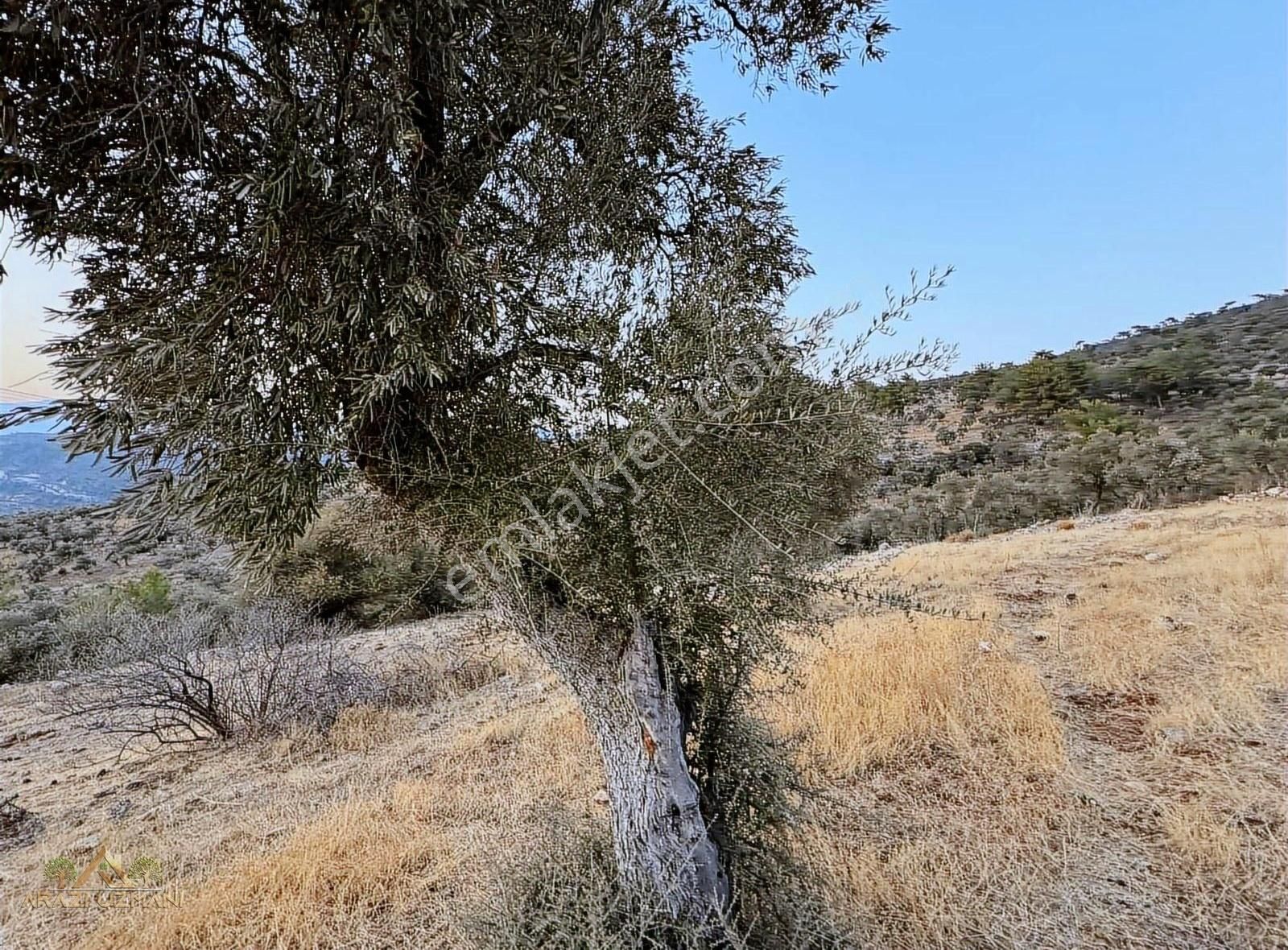 Milas Kırcağız Satılık Zeytinlik Arazi Uzmanından Milas Kırcağız'da Asfalt Yola Cepheli Zeytinlik