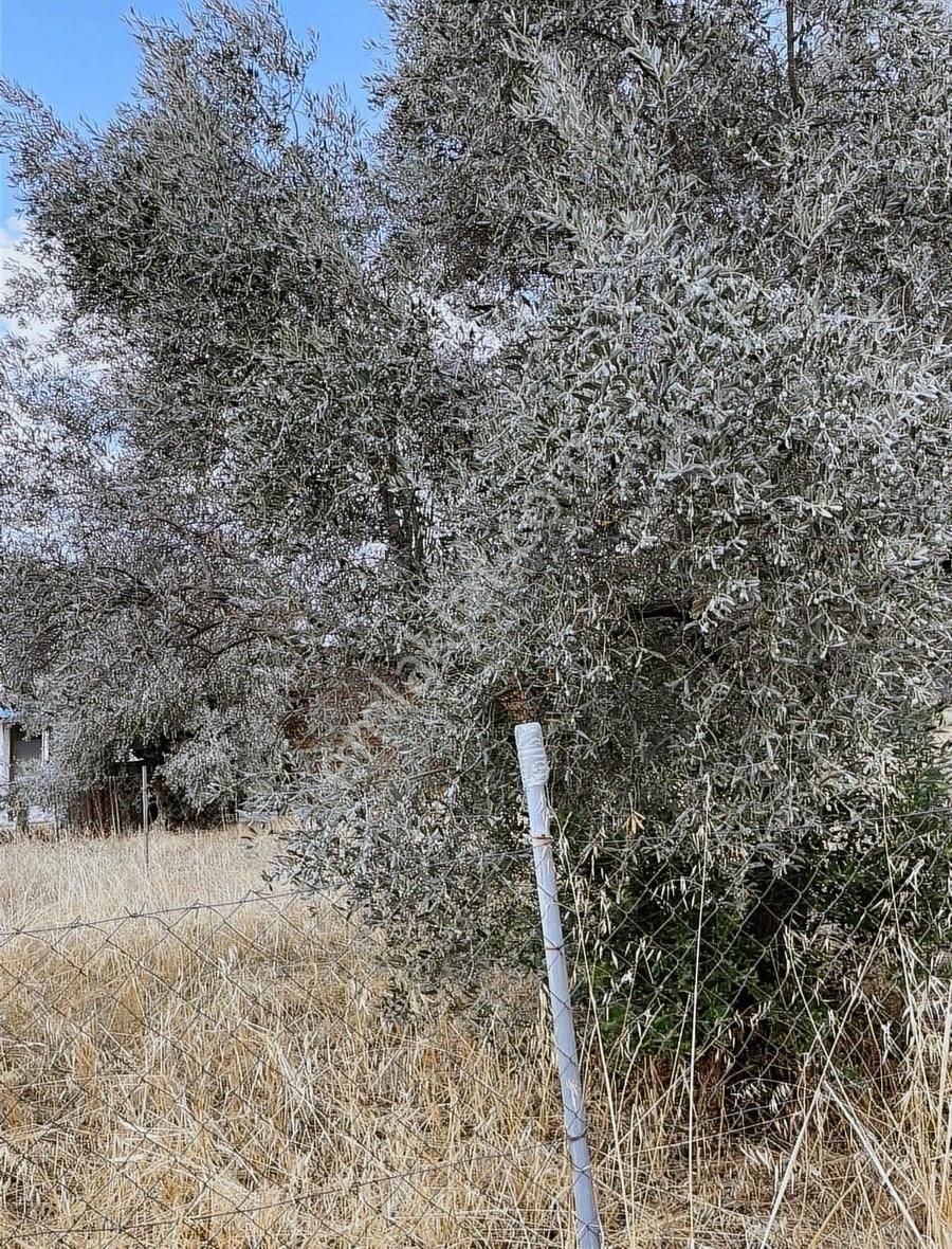 Kemalpaşa Sarılar Köyünde Satılık Zeytin Bahçesi - Görsel 7