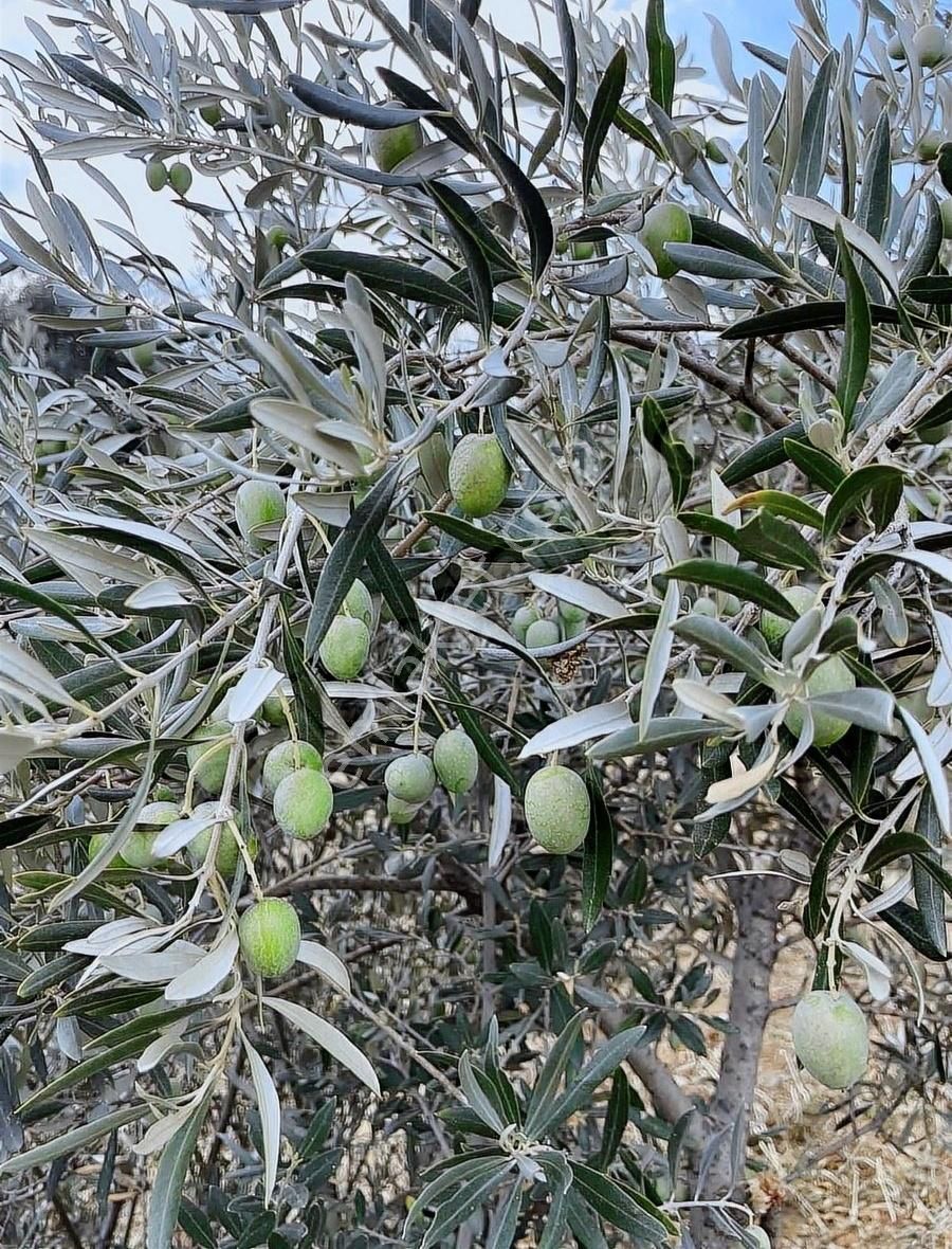 Kemalpaşa Sarılar Köyünde Satılık Zeytin Bahçesi - Görsel 2