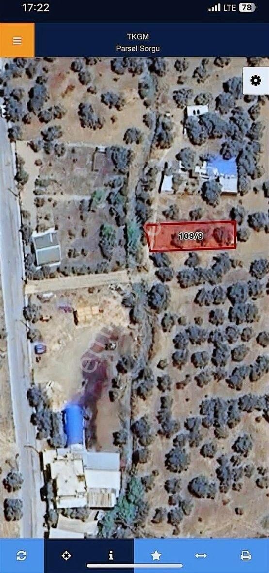 Kemalpaşa Sarılar Köyünde Satılık Zeytin Bahçesi