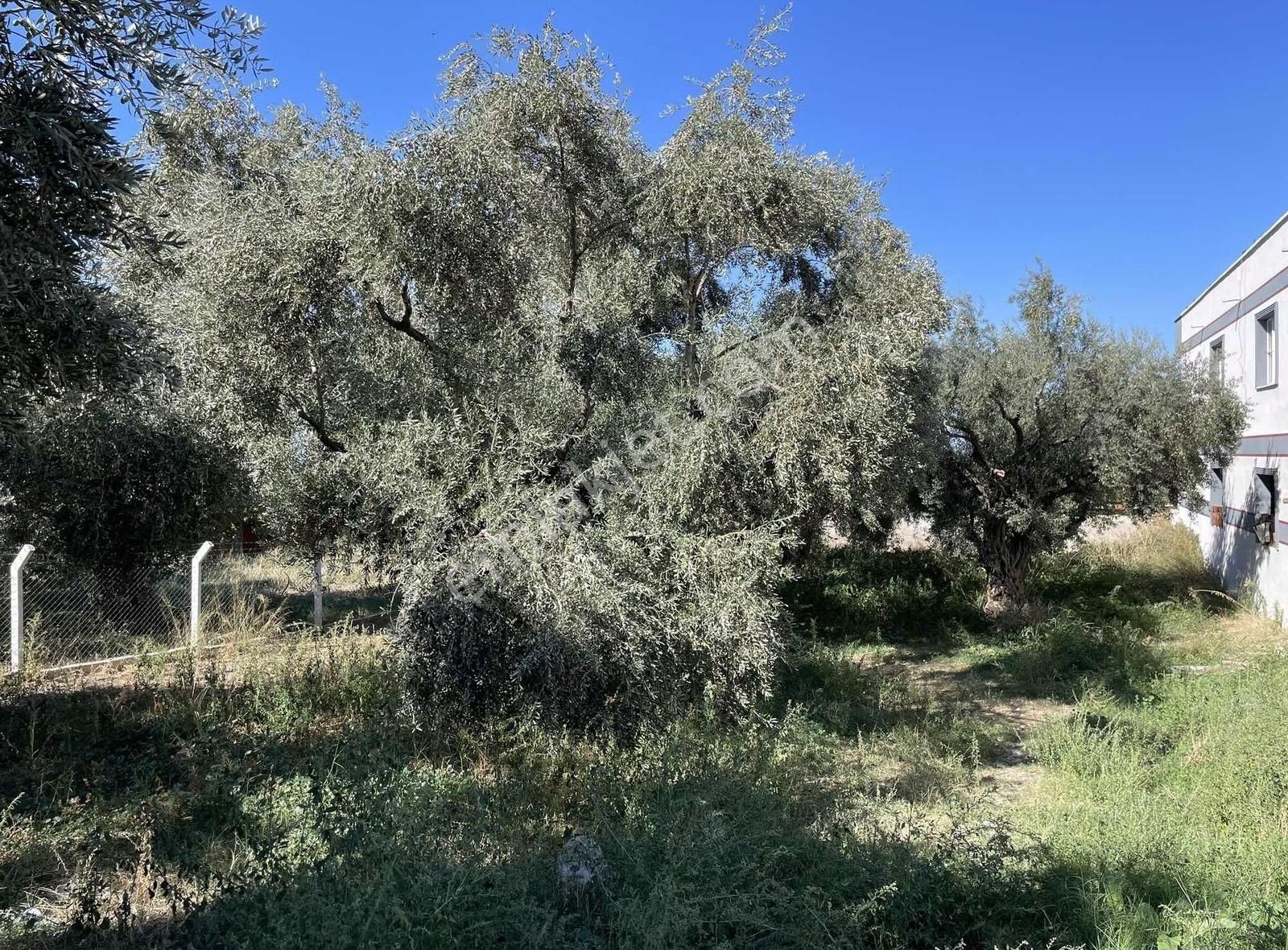 Kemalpaşa Sarılar Köyünde İmarlı Arsa - Görsel 12