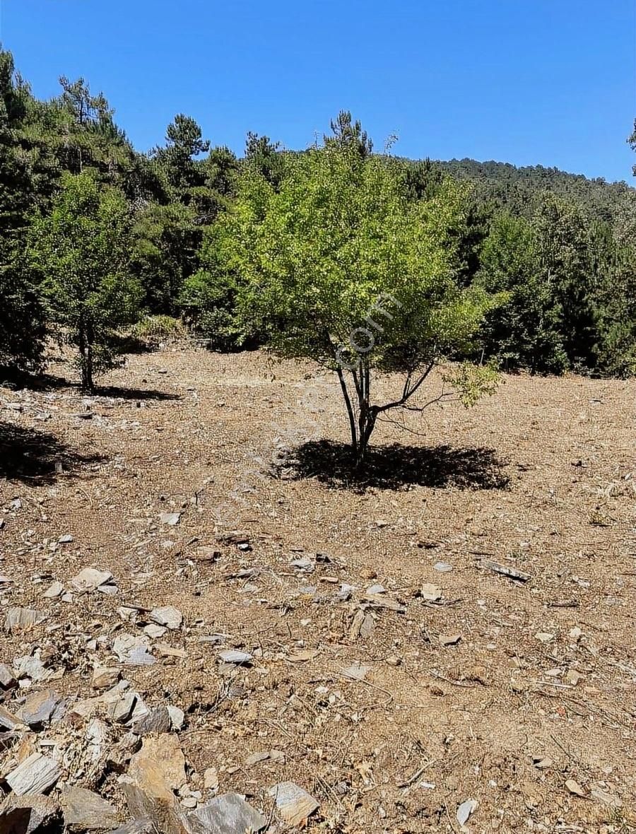 Acil Satılık Ceviz Bahçesi - Görsel 8