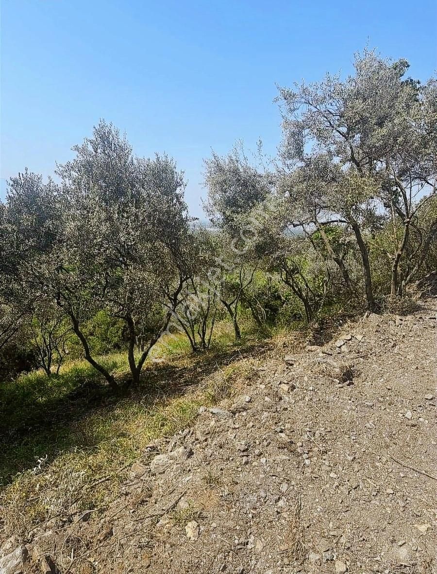 Kemalpaşa Sarılar Satılık Bağ & Bahçe Kemalpaşa Sarılar Köyünde Müstakil Parsel Zeytin Bahçesi