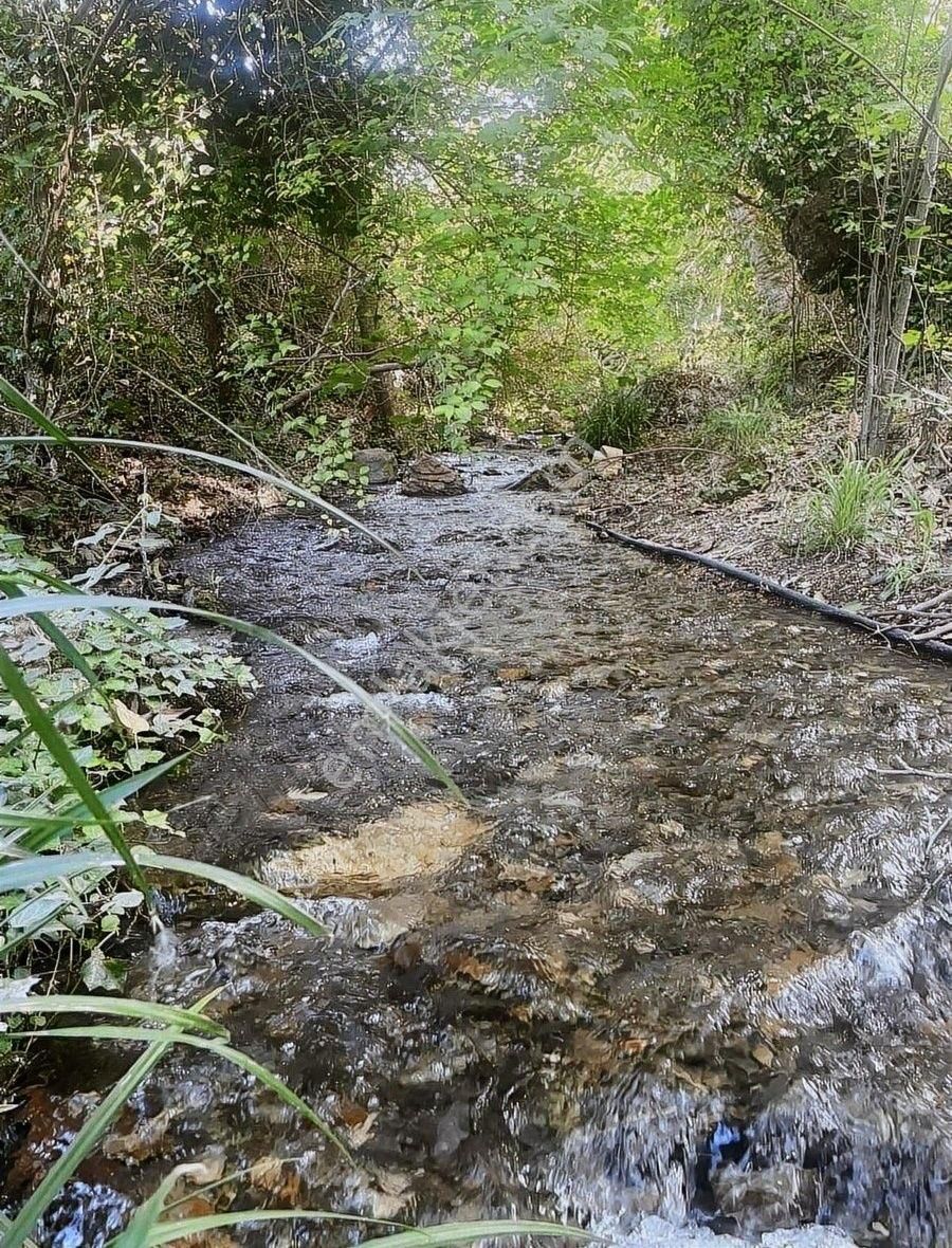 Kemalpaşa Sarılar Köyünde Müstakil Parsel Zeytin Bahçesi