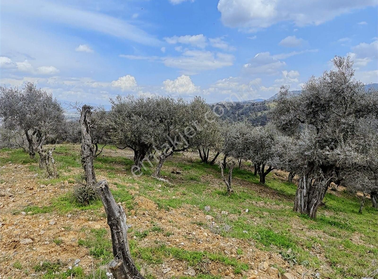 Kemalpaşa Sınancılar Köyünde Zeytin Bahçesi - Görsel 11