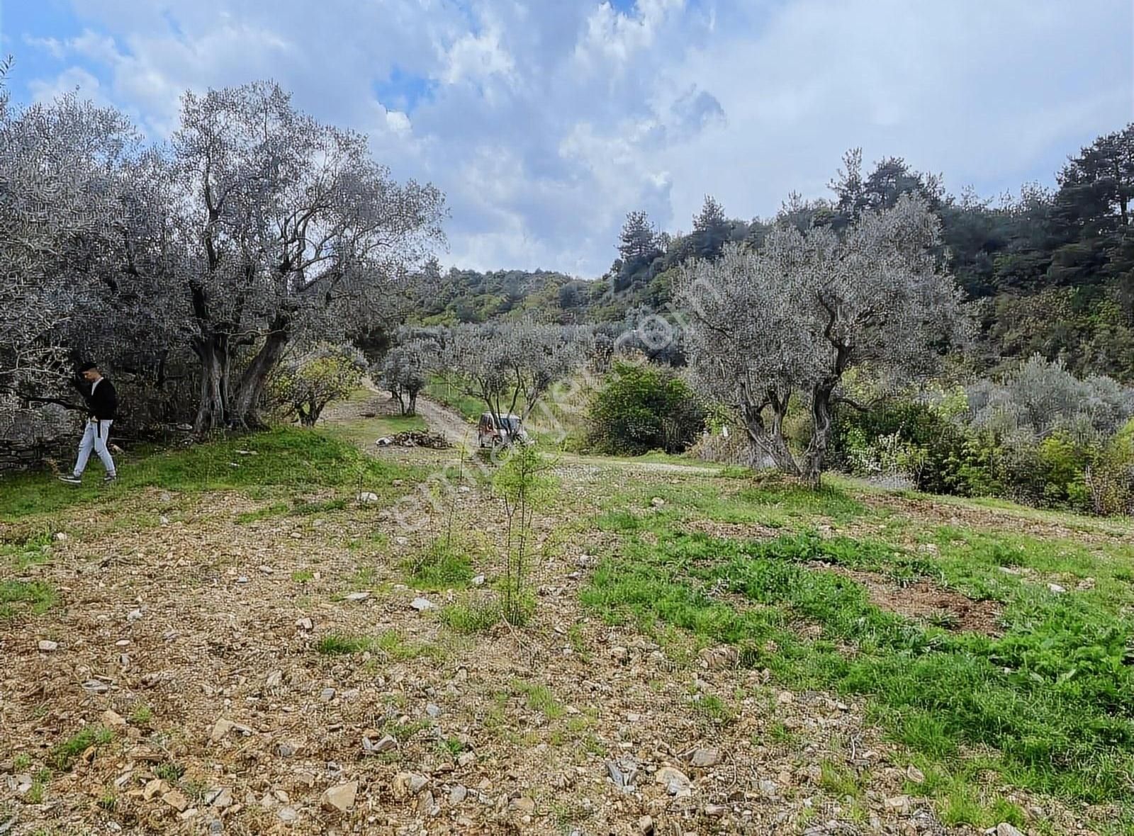 Kemalpaşa Sınancılar Köyünde Zeytin Bahçesi - Görsel 4