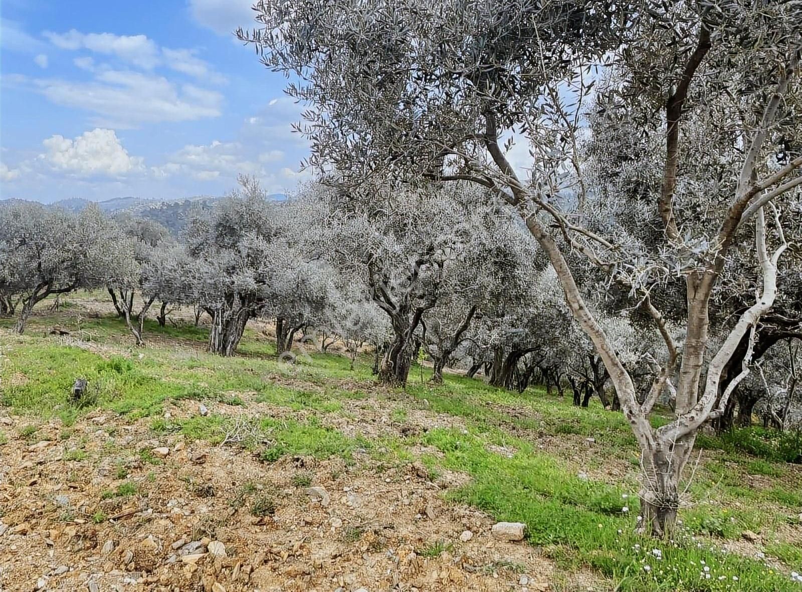Kemalpaşa Sınancılar Köyünde Zeytin Bahçesi - Görsel 9